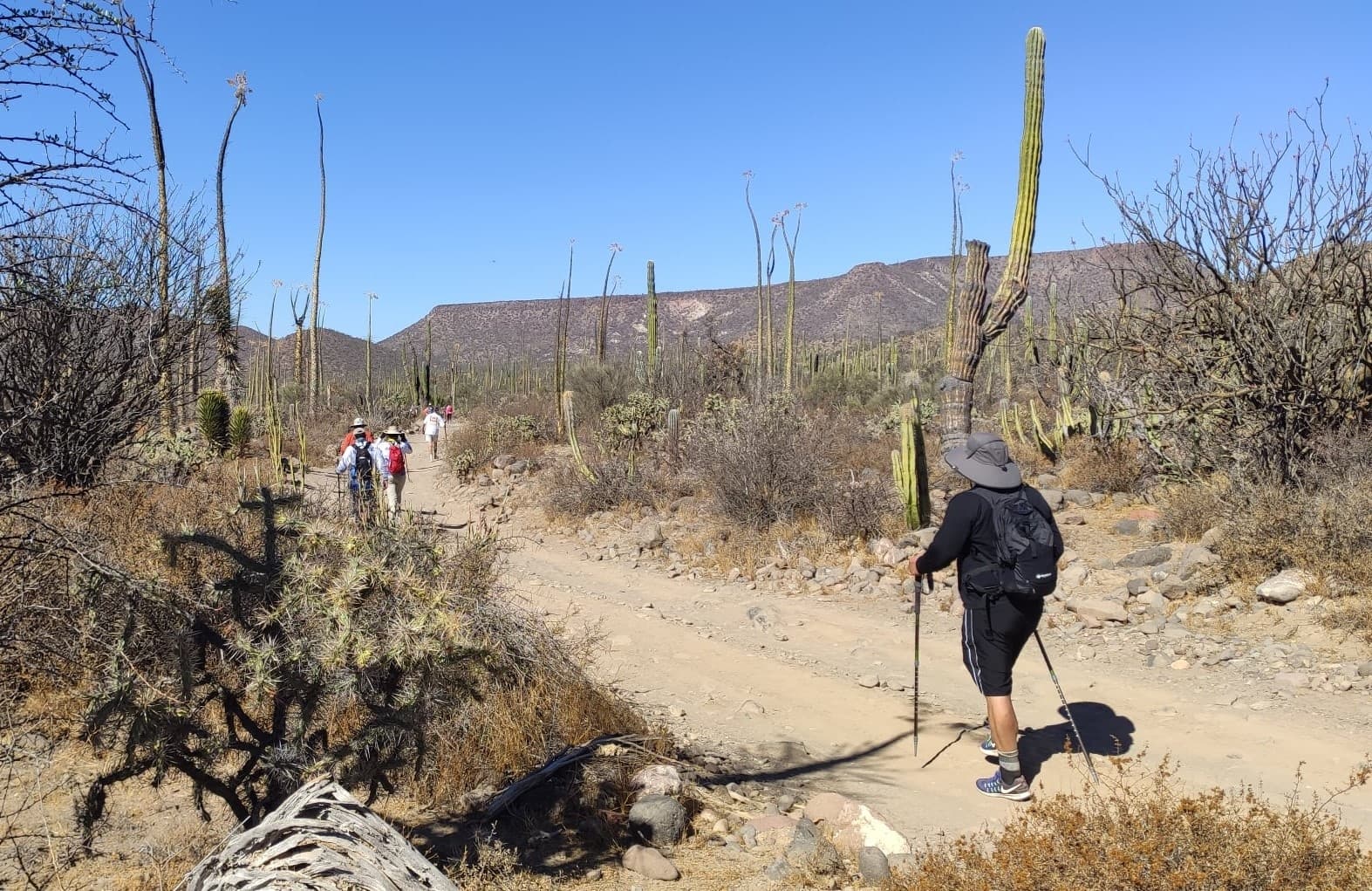 Travesía en el Valle de los Cirios